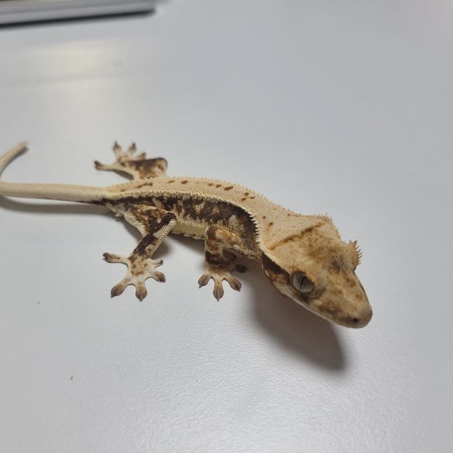 릴리화이트 트라이