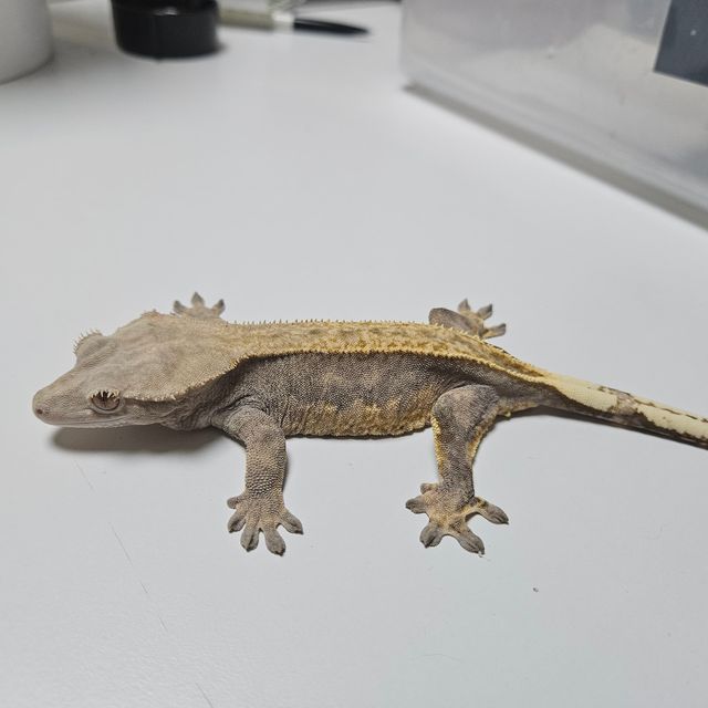 카푸치노