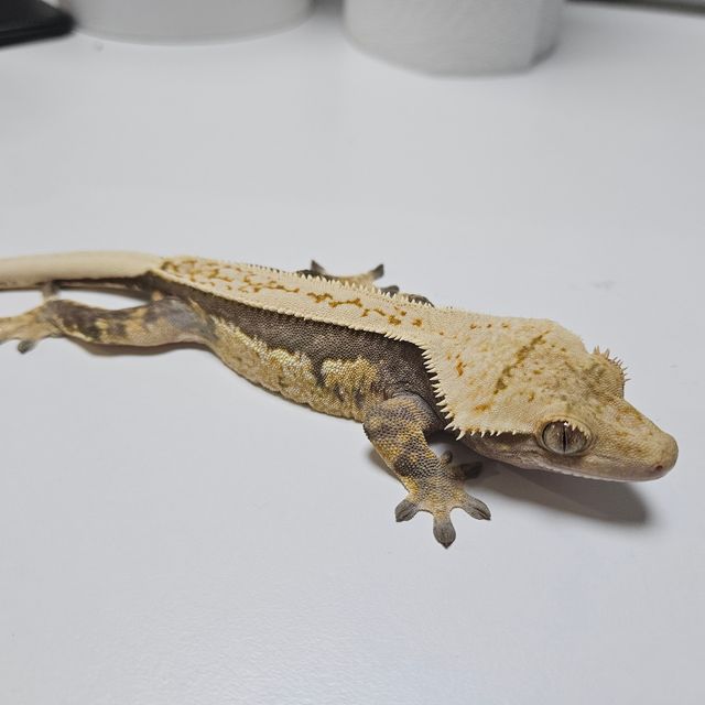 쿼드 익스트림할리퀸
