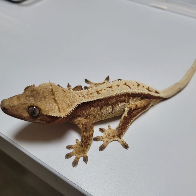 노멀 레드