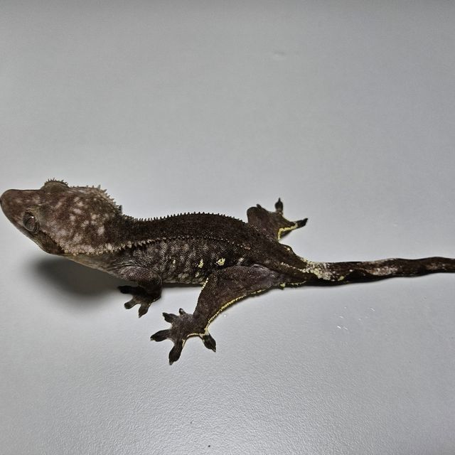 아잔틱