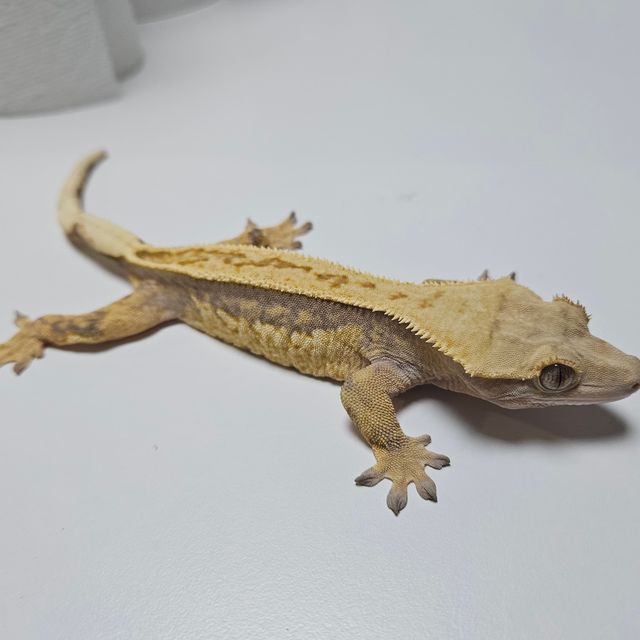 익스트림할리퀸