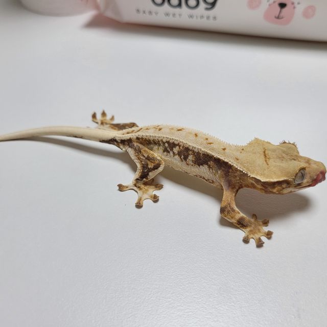 릴리화이트