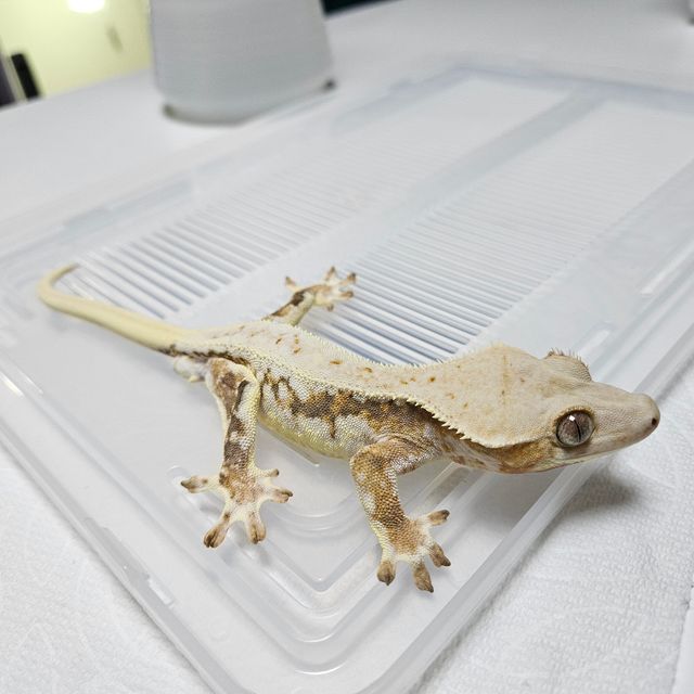 릴리화이트 트라이