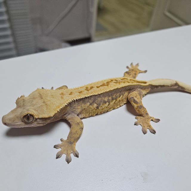 익스트림할리퀸