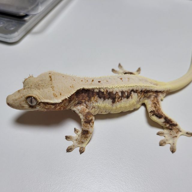 릴리화이트 트라이