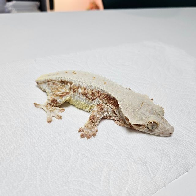 레드 릴리화이트