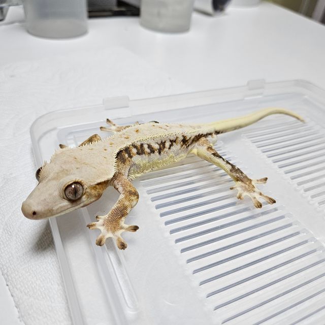 릴리화이트 트라이