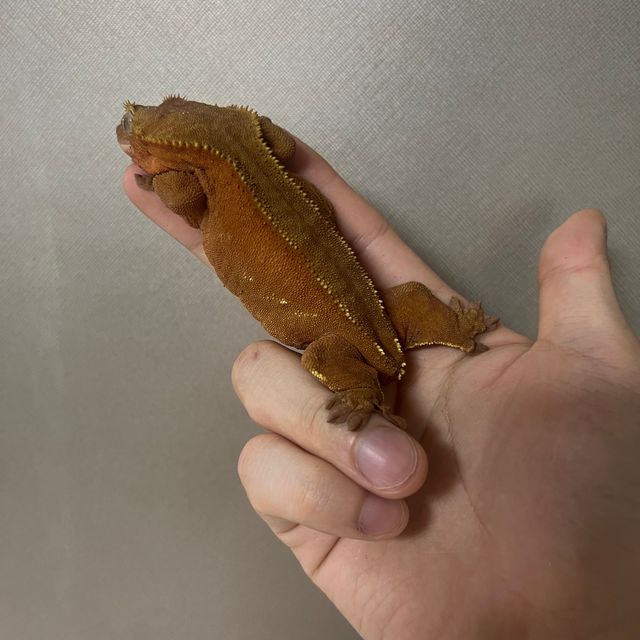 바이 레드