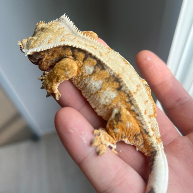 트라이