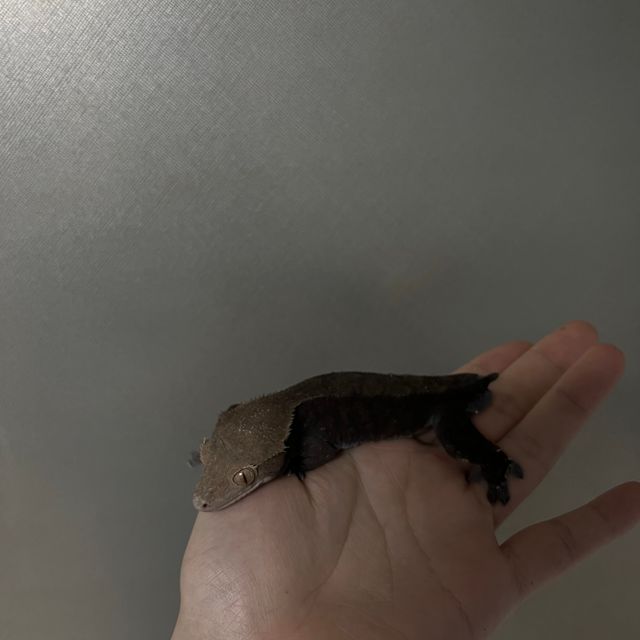 카푸치노
