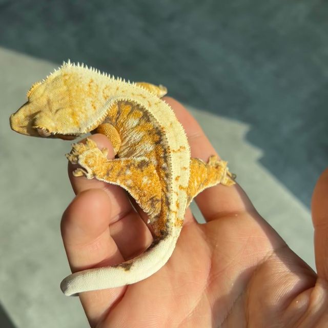 트라이