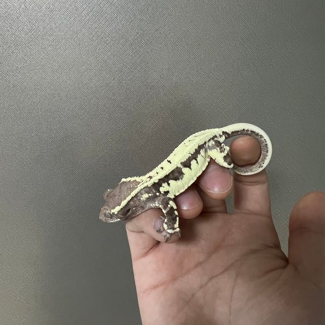 프라푸치노