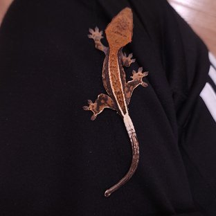 카푸치노 핀스트라이프