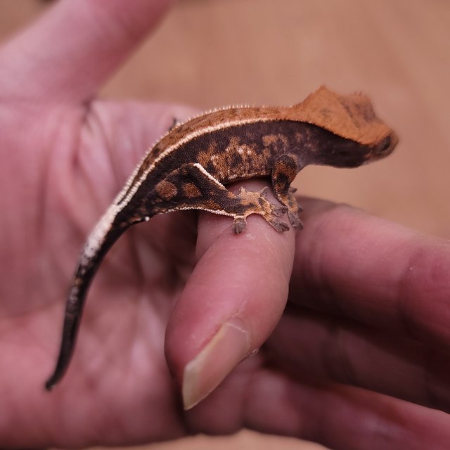 카푸치노 핀스트라이프