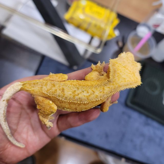 노멀 옐로우