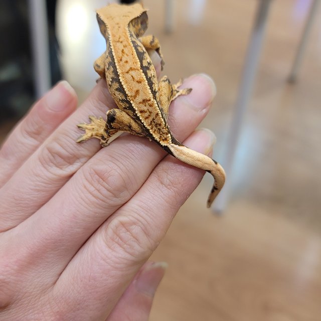 익스트림할리퀸