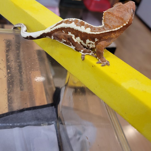 프라푸치노 레드