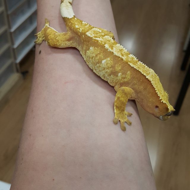 크림시클