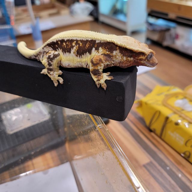 릴리화이트
