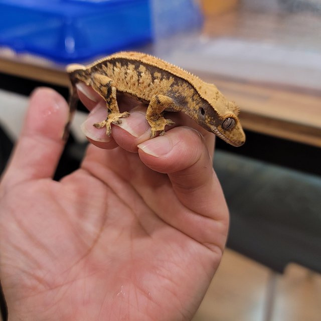 익스트림할리퀸