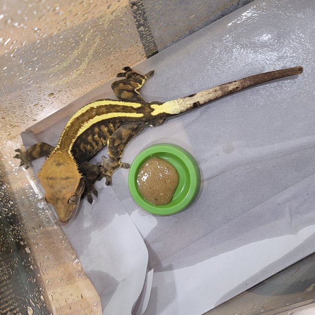 카푸치노 엠티백 핀스트라이프 다크