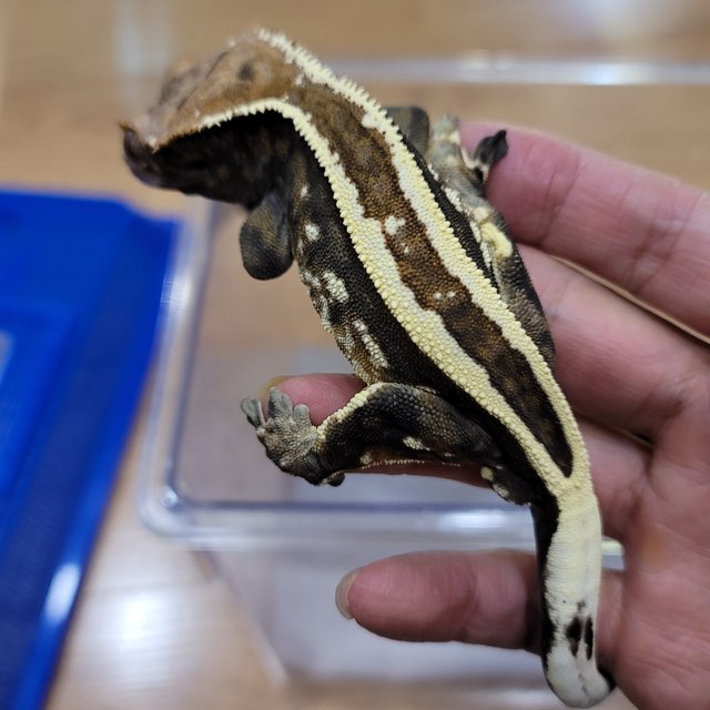 카푸치노 슈퍼스트라이프 다크