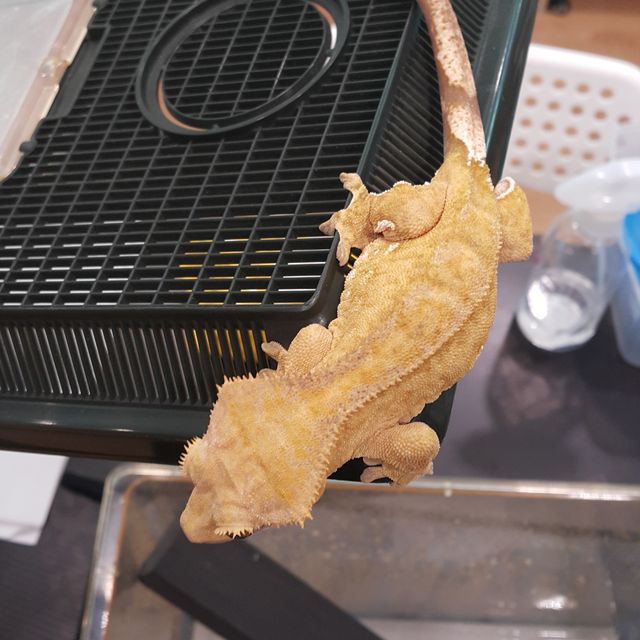 노멀