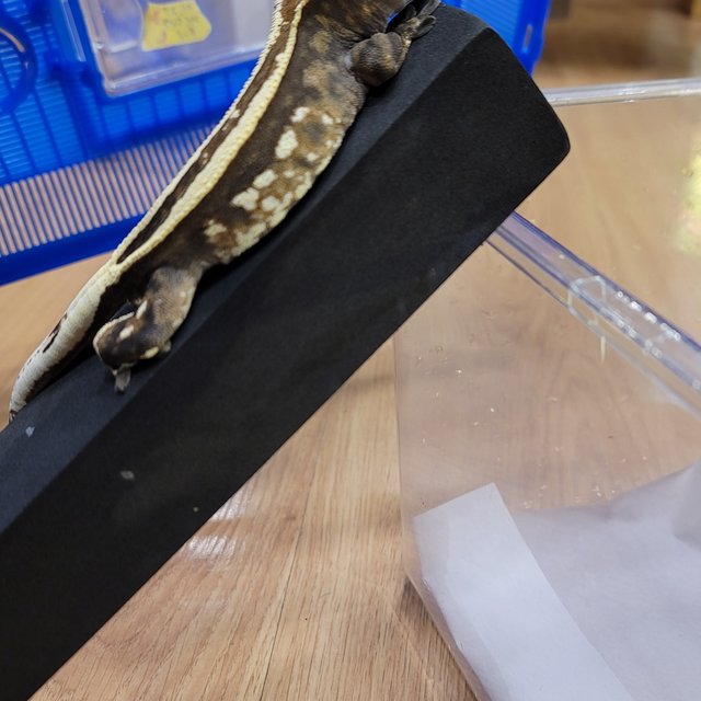 카푸치노 슈퍼스트라이프 다크