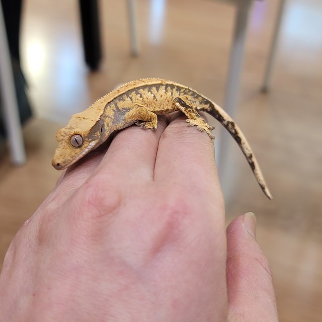 익스트림할리퀸