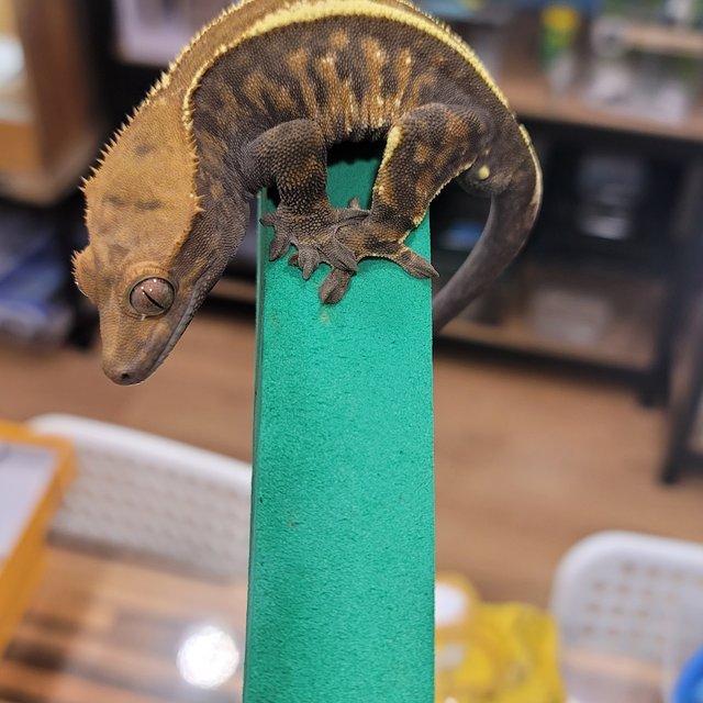 카푸치노 엠티백 핀스트라이프 다크