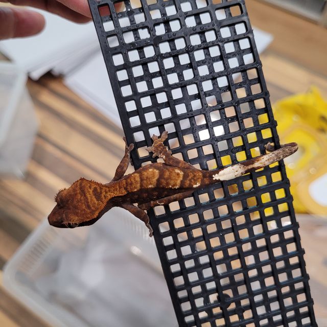 카푸치노 다크 레드