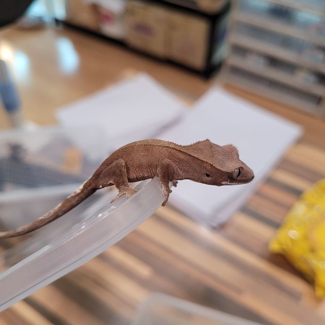 카푸치노 팬텀