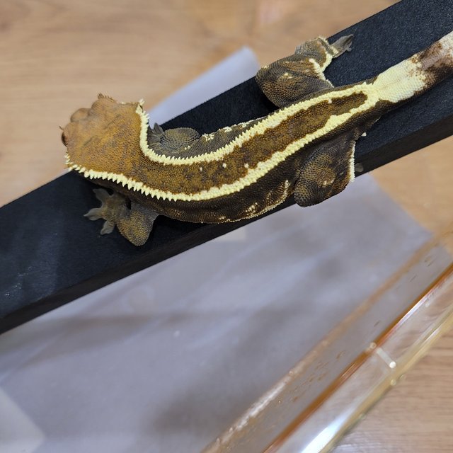 카푸치노 핀스트라이프