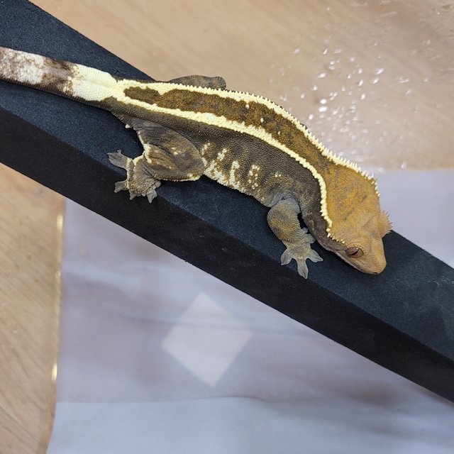 카푸치노 핀스트라이프