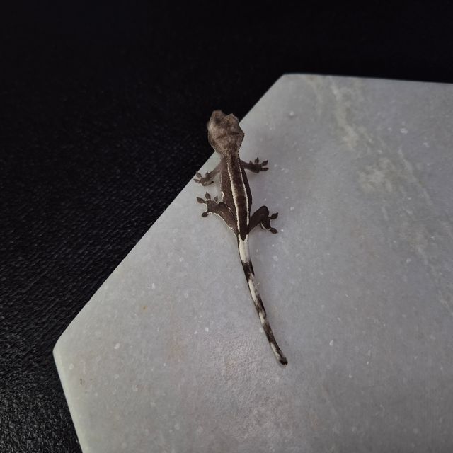 아잔틱