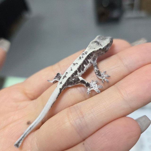 릴리 세이블 아잔틱