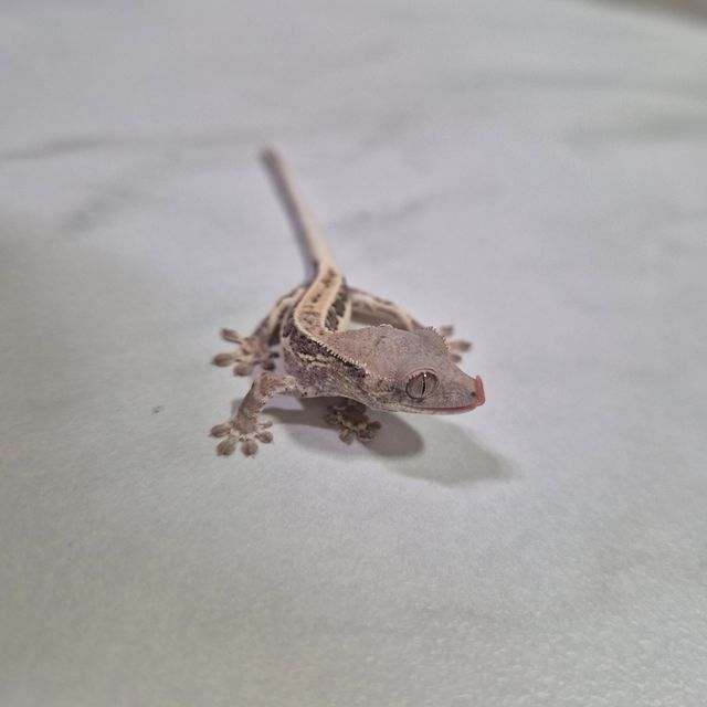 프라푸치노
