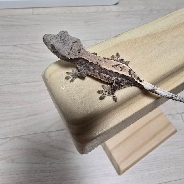 세이블
