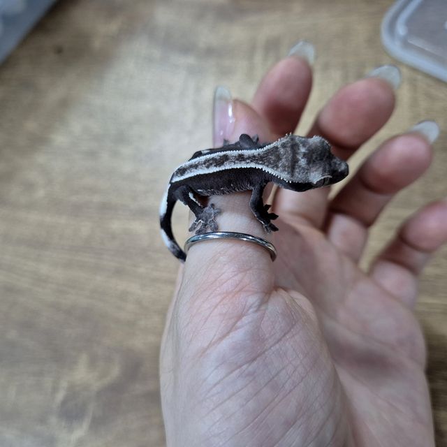 아잔틱