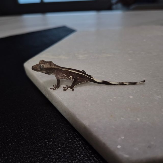 아잔틱