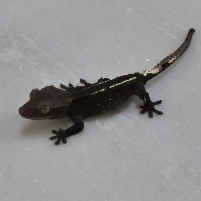 아잔틱
