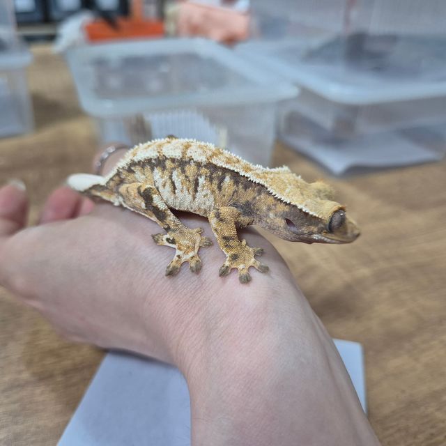 트라이