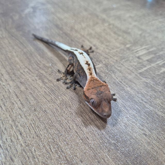 세이블