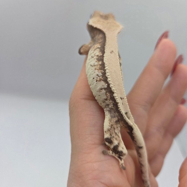 세이블 솔리드백