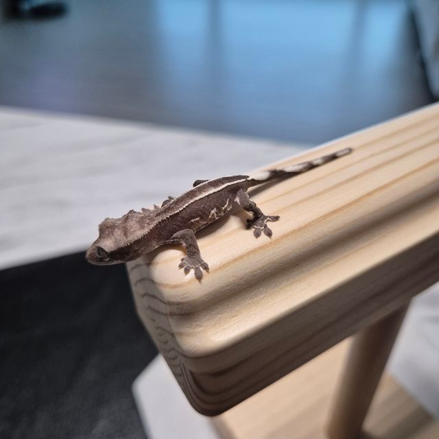 아잔틱