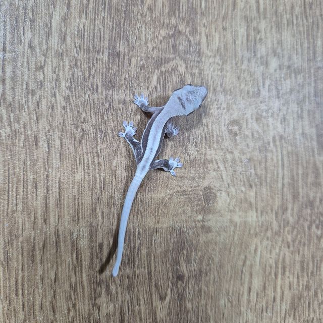 릴잔틱