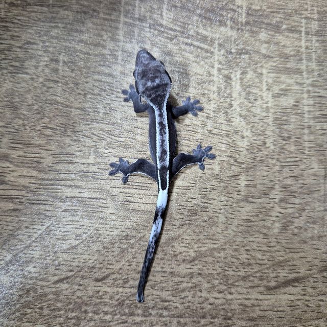 아잔틱