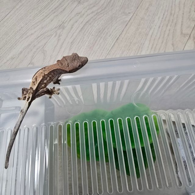 세이블