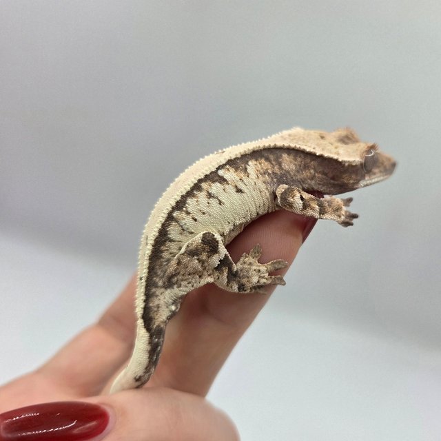 세이블 솔리드백